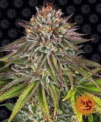 Barney's Farm Critical Kush Seeds 5er - MR Weed1