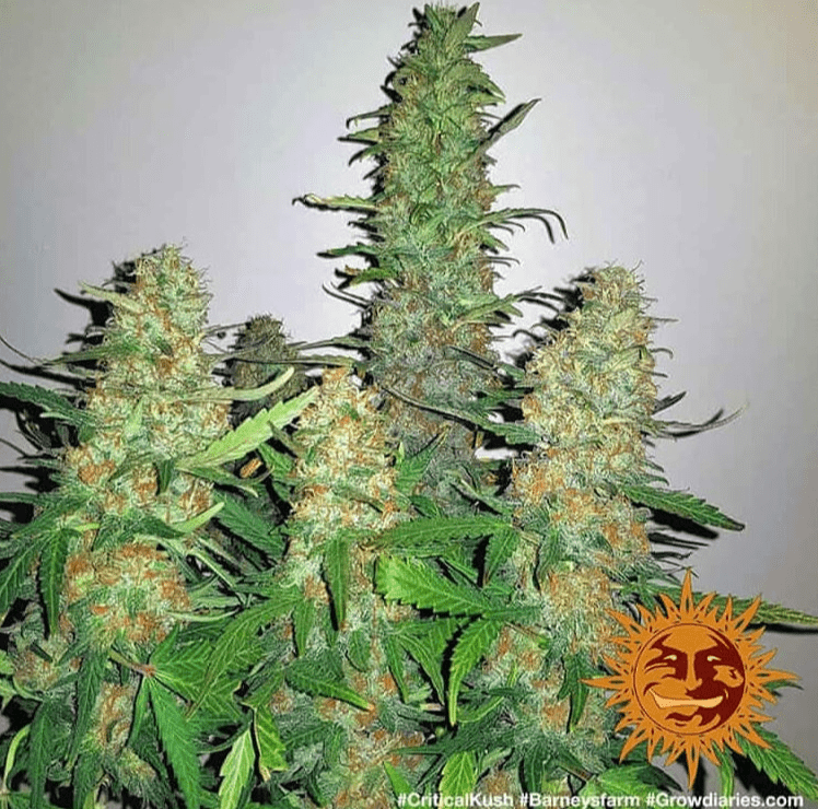 Barney's Farm Critical Kush Seeds 5er - MR Weed1