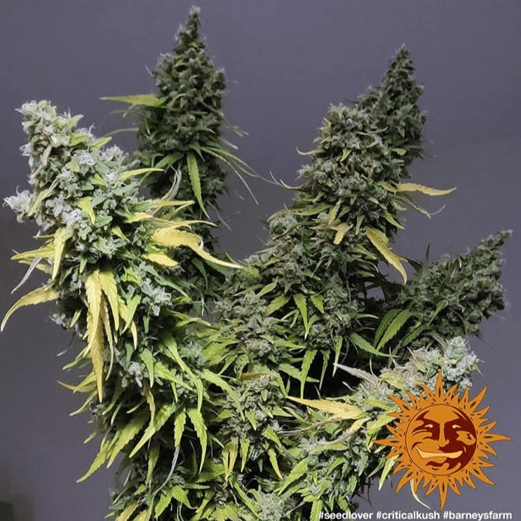 Barney's Farm Critical Kush Seeds 5er - MR Weed1