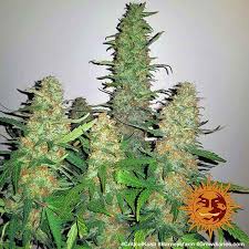 Barney's Farm Critical Kush Seeds 5er - MR Weed1