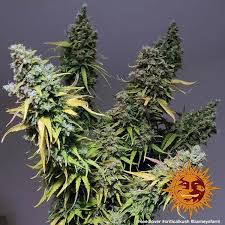 Barney's Farm Critical Kush Seeds 5er - MR Weed1