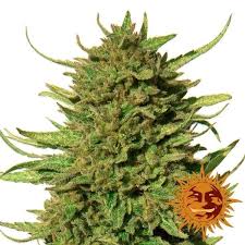 Barney's Farm Critical Kush Seeds 5er - MR Weed1