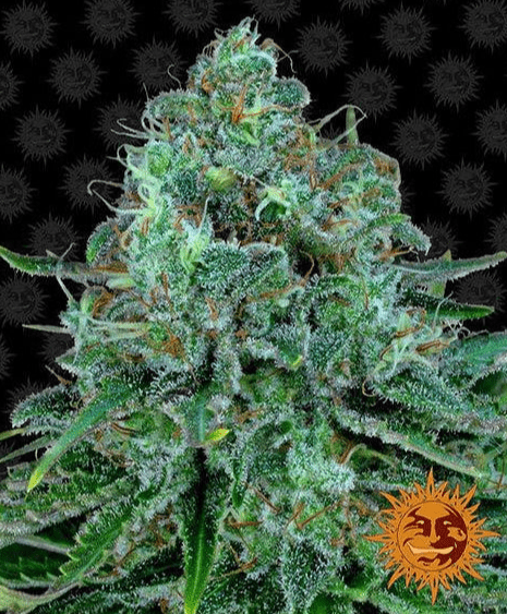 Barney's Farm Critical Kush Seeds 5er - MR Weed1