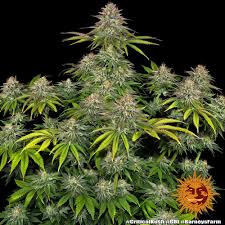Barney's Farm Critical Kush Seeds 5er - MR Weed1