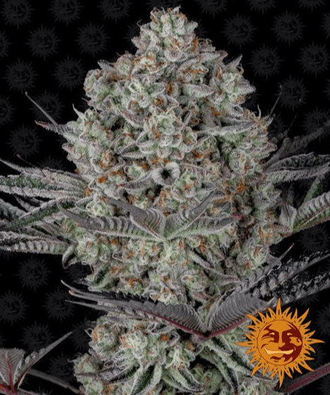 Barney's Farm Dos Si Dos 33 Seeds 3er - MR Weed1