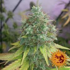 Barney's Farm G 13 Haze Seeds 10er - MR Weed1