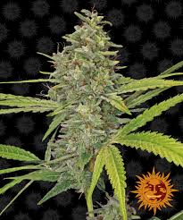 Barney's Farm G 13 Haze Seeds 10er - MR Weed1