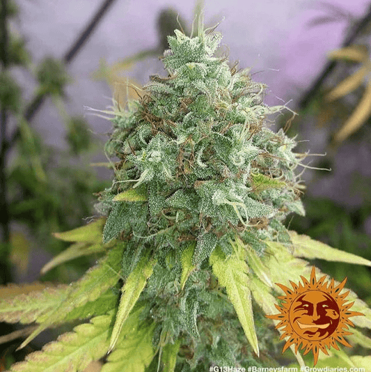 Barney's Farm G 13 Haze Seeds 10er - MR Weed1