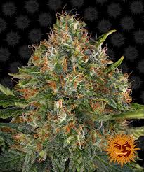 Barney's Farm G 13 Haze Seeds 10er - MR Weed1