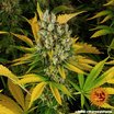 Barney´s Farm GMO Seeds 10er Packung - MR Weed1