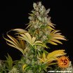 Barney´s Farm GMO Seeds 10er Packung - MR Weed1
