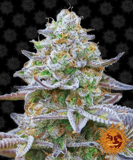 Barney's Farm Gorilla Zkittlez Seeds 3er - MR Weed1