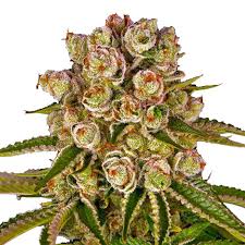 Barney's Farm Kush Mintz Samen 5er - MR Weed1