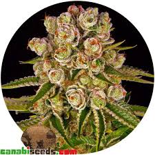 Barney's Farm Kush Mintz Samen 5er - MR Weed1