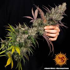 Barney's Farm Kush Mintz Samen 5er - MR Weed1