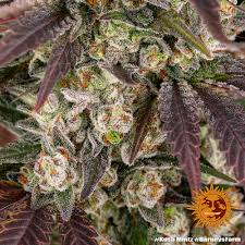Barney's Farm Kush Mintz Samen 5er - MR Weed1