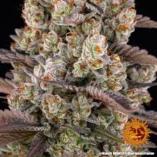 Barney's Farm Kush Mintz Samen 5er - MR Weed1