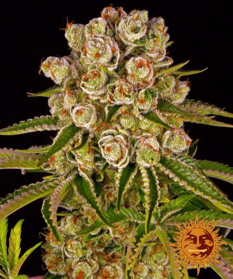 Barney's Farm Kush Mintz Seeds 5er - MR Weed1