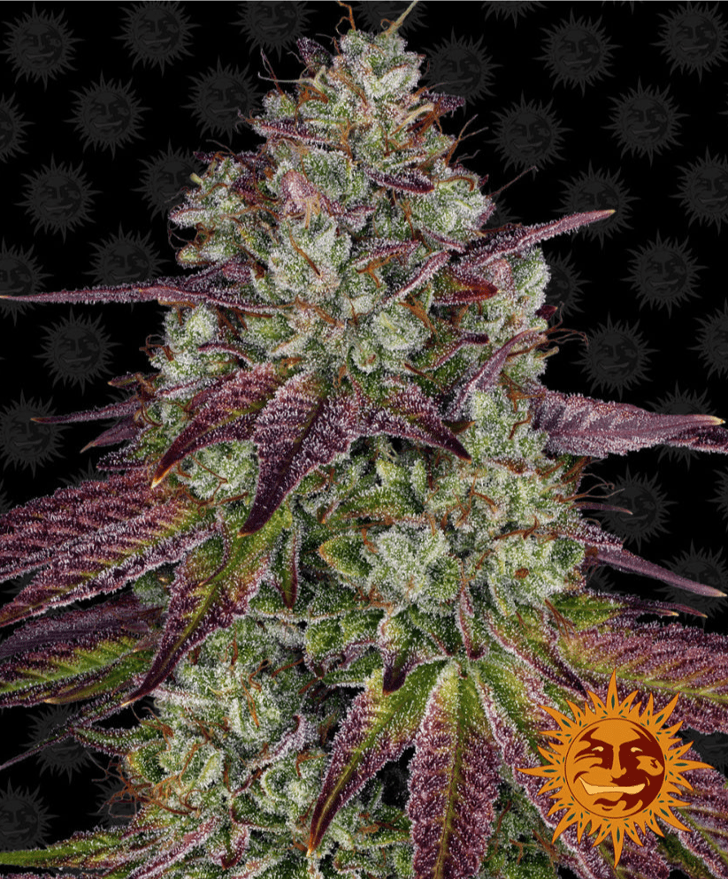 Barney's Farm Mimosa EVO Seeds 5er - MR Weed1