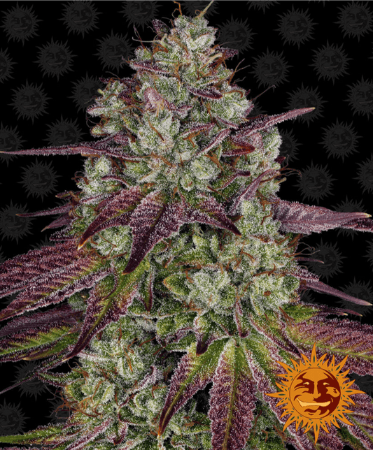 Barney's Farm Mimosa EVO Seeds 5er - MR Weed1