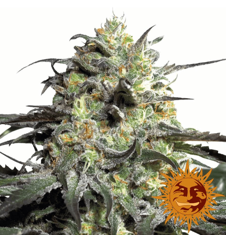 Barney's Farm Peyote Cookies Seeds 3er