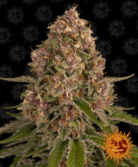 Barney's Farm Pink Kush Seeds 5er - MR Weed1