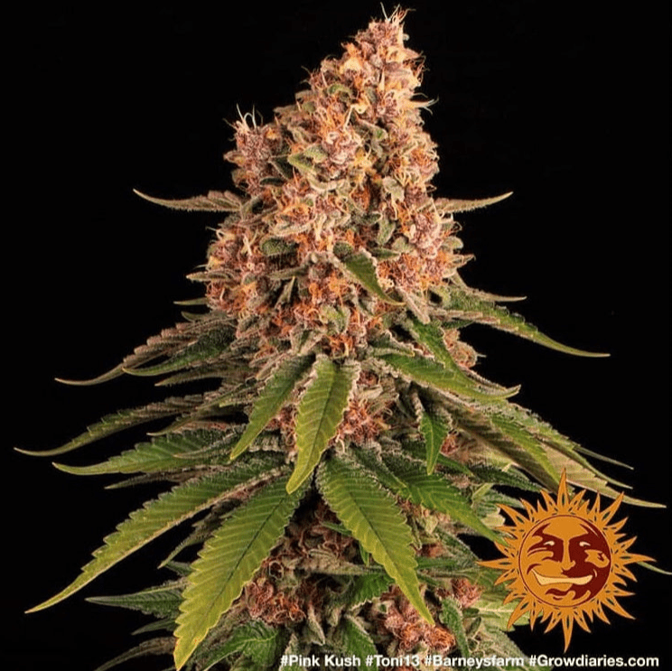 Barney's Farm Pink Kush Seeds 5er - MR Weed1