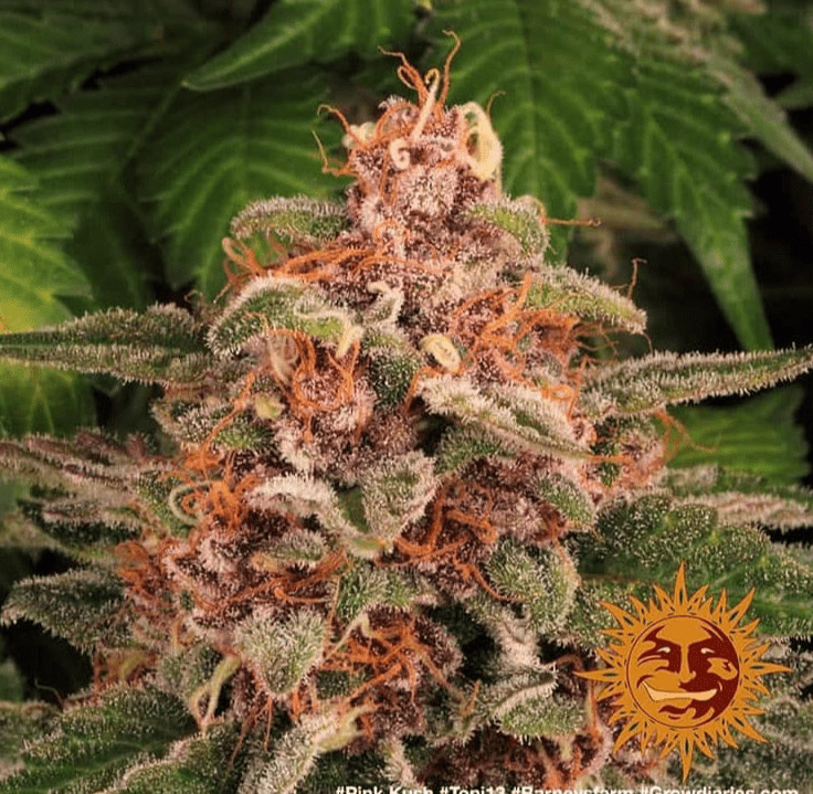 Barney's Farm Pink Kush Seeds 5er - MR Weed1