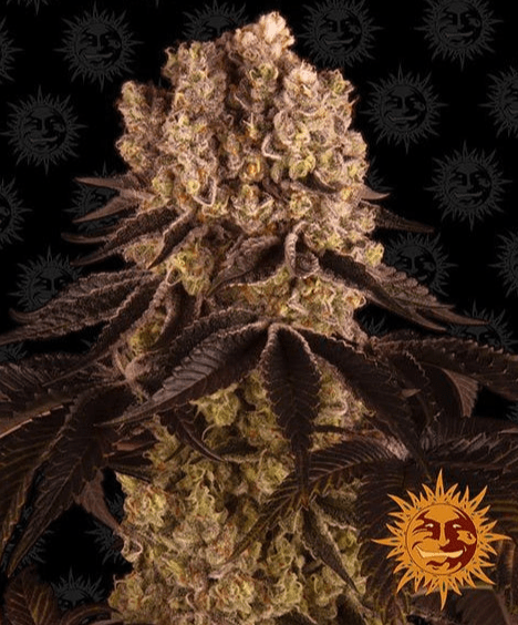 Barney's Farm Purple Punch Seeds 3er - MR Weed1