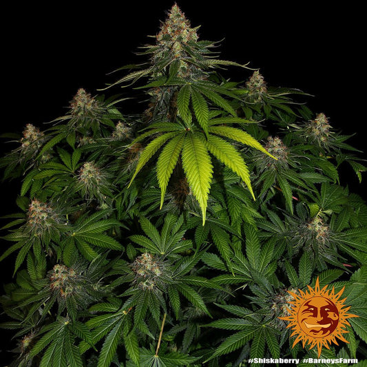 Barney's Farm Shiskaberry Seeds 3er - MR Weed1