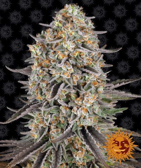 Barney's Farm Sour Strawberry Seeds 3er - MR Weed1