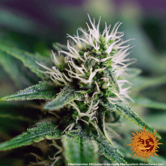 Barney's Farm Strawberry Lemonade Seeds 3er - MR Weed1