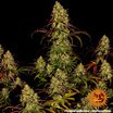Barney's Farm Tangerine Dream Seeds 10er - MR Weed1