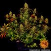 Barney's Farm Tangerine Dream Seeds 10er - MR Weed1