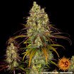 Barney's Farm Tangerine Dream Seeds 10er - MR Weed1