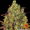 Barney's Farm Tangerine Dream Seeds 10er - MR Weed1