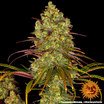 Barney's Farm Tangerine Dream Seeds 10er - MR Weed1