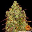 Barney's Farm Tangerine Dream Seeds 10er - MR Weed1