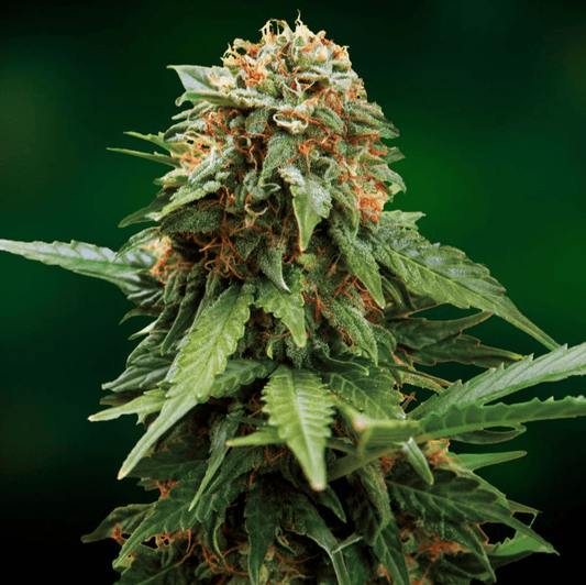 Barney's Farm Tangerine Dream Seeds 10er - MR Weed1