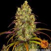 Barney's Farm Tangerine Dream Seeds 10er - MR Weed1