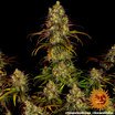 Barney's Farm Tangerine Dream Seeds 10er - MR Weed1