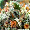 Barney's Farm Tangerine Dream Seeds 10er - MR Weed1
