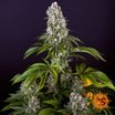 Barney's Farm Tropicanna Banana Seeds 3er - MR Weed1