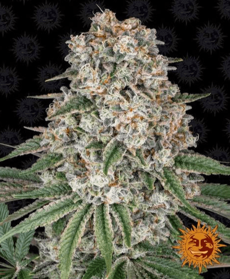 Barney's Farm Tropicanna Banana Seeds 3er - MR Weed1