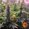 Barney's Farm Tropicanna Banana Seeds 3er - MR Weed1