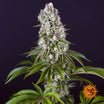 Barney's Farm Tropicanna Banana Seeds 3er - MR Weed1