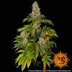 Barney's Farm Tropicanna Banana Seeds 3er - MR Weed1