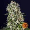 Barney's Farm Tropicanna Banana Seeds 3er - MR Weed1