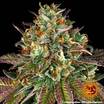Barney's Farm Wedding Cake Seeds 3er - MR Weed1