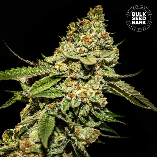 Bruce Banner - Hanfsteckling aus fem. Saatgut - Hochwertige Cannabis Stecklinge für Indoor und Outdoor Anbau - MR Weed1
